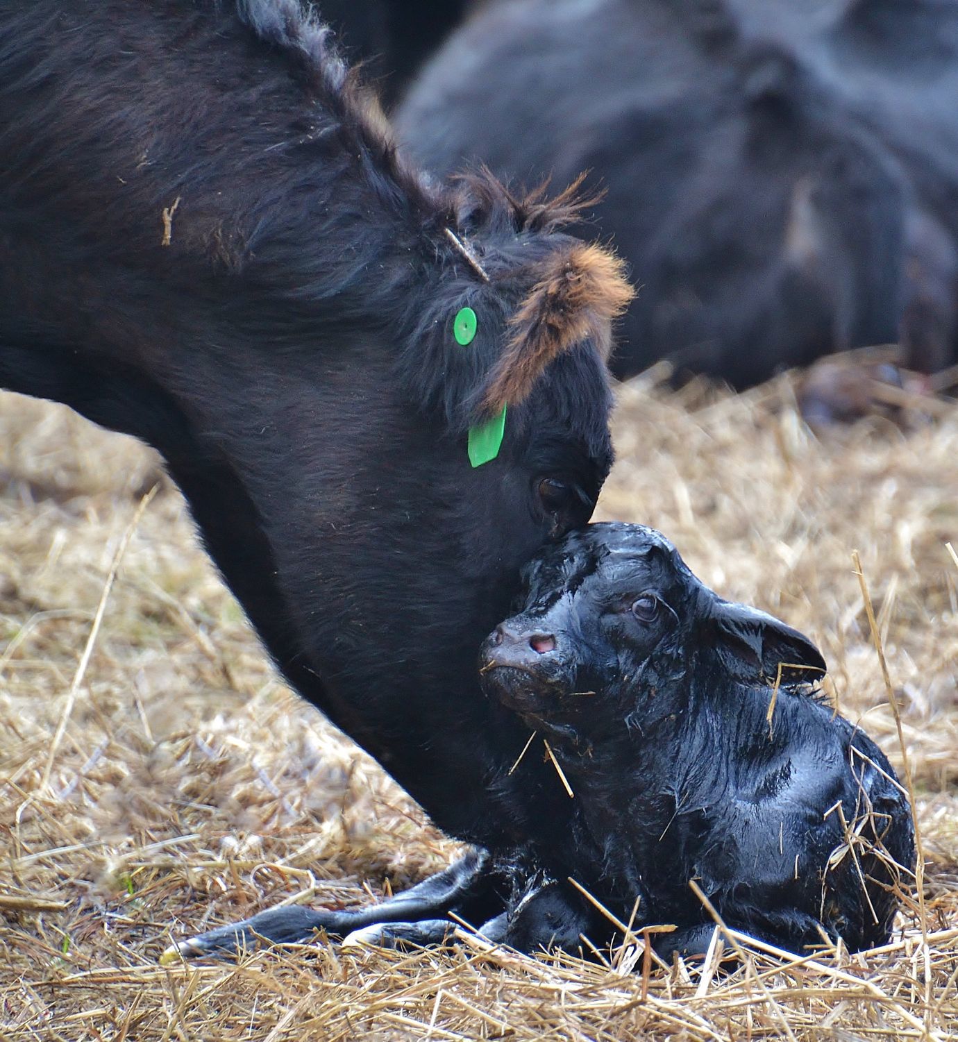 New calf